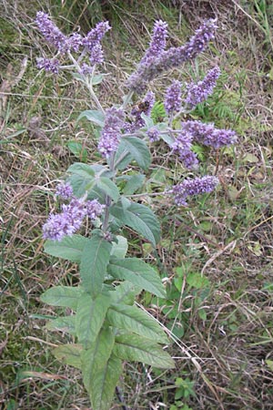 Mentha spicata \ Grne Minze, hrige Minze / Spear-Mint, D Odenwald, Erbach 24.8.2013