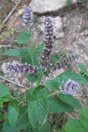 Mentha spicata \ Grne Minze, hrige Minze / Spear-Mint, D Odenwald, Erbach 5.9.2013