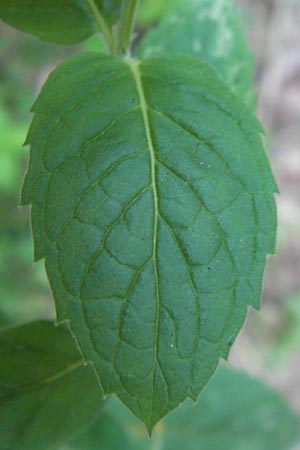 Mentha spicata \ Grne Minze, hrige Minze / Spear-Mint, D Odenwald, Erbach 5.9.2013