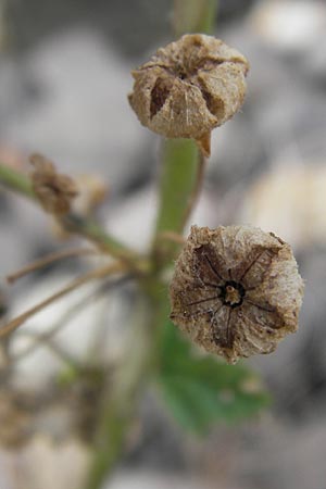 Malva sylvestris \ Wilde Malve, Groe Ksepappel, D Mannheim 29.9.2013