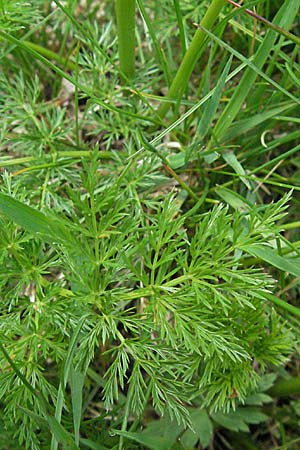 Ligusticum mutellina / Mutelline, D Black-Forest, Feldberg 18.5.2007