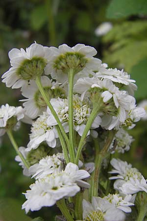 Tanacetum parthenium \ Mutterkraut / Feverfew, D Ludwigshafen 12.7.2010