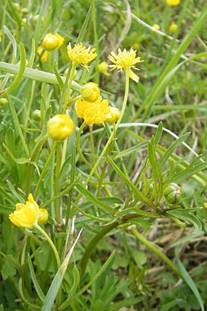 Ranunculus multisectus \ Vielteiliger Gold-Hahnenfu / Multipartite Goldilocks, D Mainhardt 16.4.2011