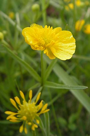 Ranunculus multisectus \ Vielteiliger Gold-Hahnenfu / Multipartite Goldilocks, D Mainhardt 16.4.2011