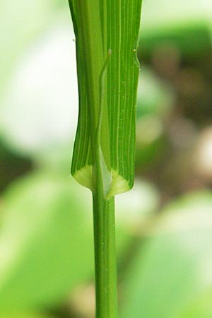 Melica uniflora \ Einbltiges Perlgras / Wood Melick, D Hemsbach 11.5.2012