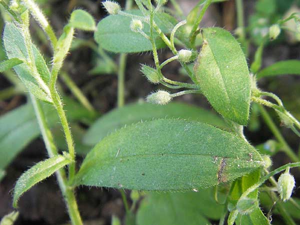 Myosotis arvensis subsp. umbrata \ Schatten-Vergissmeinnicht, D Bruchsal 23.6.2012