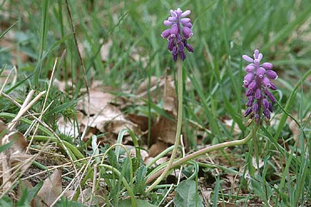 Muscari neglectum \ bersehene Traubenhyazinthe, Weinbergs-Trubel, D Pfalz,  Dannstadt 15.4.1995