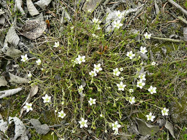 Sabulina caespitosa \ Galmei-Frhlings-Miere, Harzer Frhlings-Miere / Calaminarian Spring Sandwort, D Warburg 26.4.2014