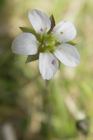 Sabulina caespitosa \ Galmei-Frhlings-Miere, Harzer Frhlings-Miere, D Stolberg 30.4.2012