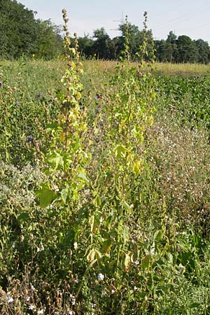 Malva verticillata / Chinese Mallow, Cluster Mallow, D Mannheim 24.7.2012