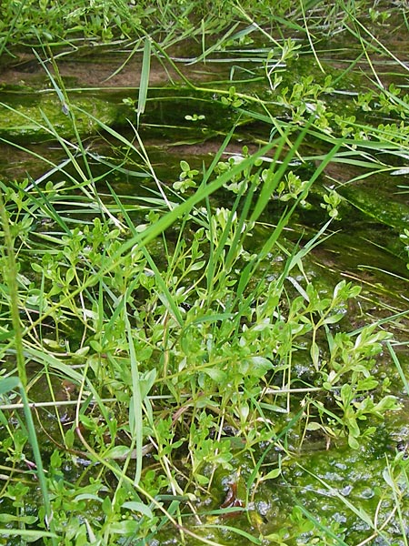 Montia fontana subsp. variabilis \ Bach-Quellkraut / Water Blinks, D Gründau-Gettenbach 13.7.2013