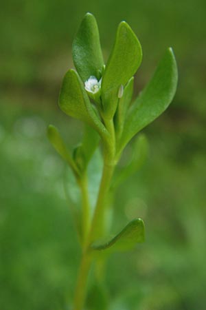 Montia fontana subsp. variabilis \ Bach-Quellkraut, D Gründau-Gettenbach 13.7.2013