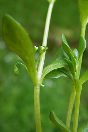 Montia fontana subsp. variabilis \ Bach-Quellkraut, D Gründau-Gettenbach 13.7.2013