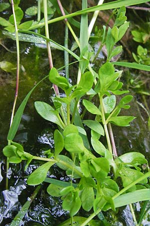 Montia fontana subsp. variabilis \ Bach-Quellkraut / Water Blinks, D Gründau-Gettenbach 13.7.2013