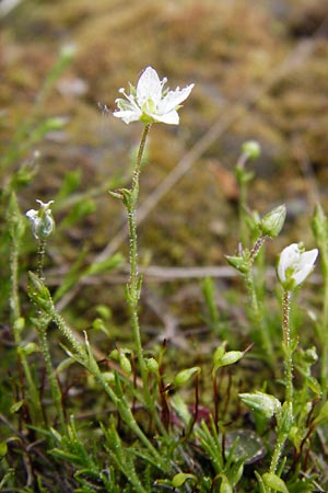 Sabulina caespitosa \ Galmei-Frhlings-Miere, Harzer Frhlings-Miere, D Warburg 26.4.2014