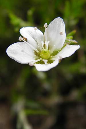 Sabulina caespitosa \ Galmei-Frhlings-Miere, Harzer Frhlings-Miere / Calaminarian Spring Sandwort, D Warburg 26.4.2014