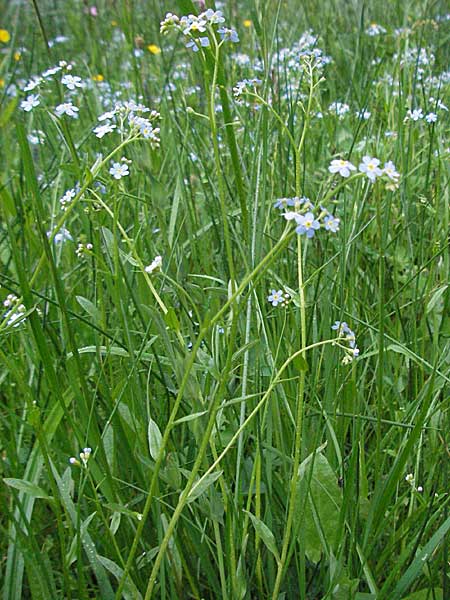 Myosotis scorpioides agg. \ Sumpf-Vergissmeinnicht, D Odenwald, Unterabtsteinach 20.5.2006