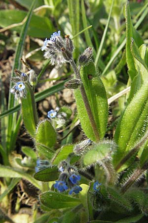 Myosotis ramosissima \ Hgel-Vergissmeinnicht, D Weinheim an der Bergstraße 2.4.2007