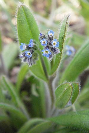 Myosotis ramosissima \ Hgel-Vergissmeinnicht, D Weinheim an der Bergstraße 2.4.2007