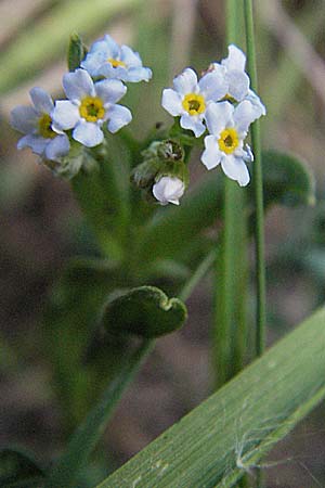 Myosotis nemorosa \ Hain-Vergissmeinnicht / Hedge Forget-me-not, D Rastatt 3.5.2007