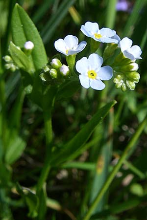 Myosotis nemorosa \ Hain-Vergissmeinnicht / Hedge Forget-me-not, D Rastatt 2.5.2008