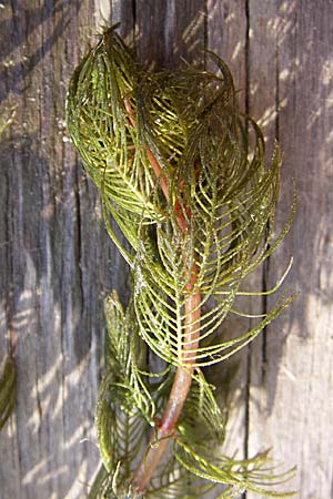 Myriophyllum spicatum / Spiked Water Milfoil, D Römerberg 31.7.2008