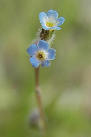 Myosotis stricta \ Sand-Vergissmeinnicht, D Bensheim 2.5.2009