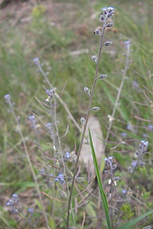 Myosotis stricta / Strict Forget-me-not, Small-Flowered Forget-me-not, D Viernheim 4.5.2009