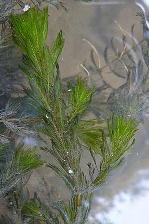 Myriophyllum verticillatum \ Quirlbltiges Tausendblatt / Whorled Water Milfoil, D Heidelberg 14.9.2008