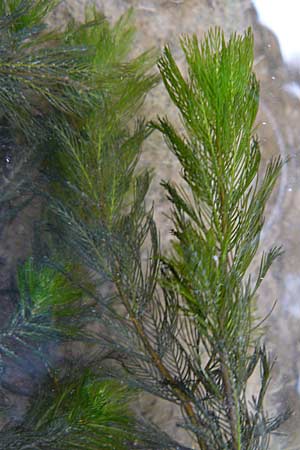 Myriophyllum verticillatum \ Quirlbltiges Tausendblatt / Whorled Water Milfoil, D Heidelberg 14.9.2008