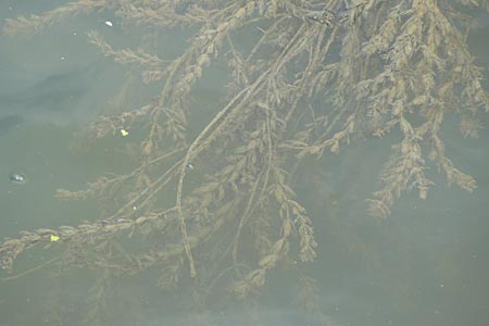 Elodea canadensis ? \ Kanadische Wasserpest / Canadian Waterweed, D Heidelberg 6.9.2009