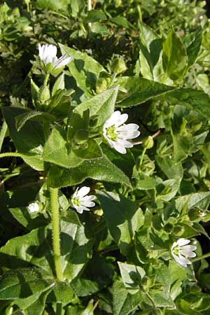 Stellaria aquatica \ Wassermiere, Wasserdarm, D Bad Nauheim 19.9.2012