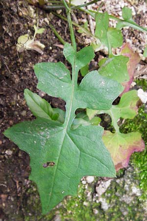 Mycelis muralis / Wall Lettuce, D Black-Forest, Bühlertal 10.9.2014