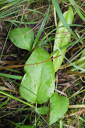 Ophioglossum vulgatum \ Gemeine Natternzunge / Adder's-Tongue, D Hemsbach 8.7.2009