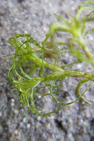 Najas minor \ Kleines Nixenkraut / Minor Najad, Brittle Waternymph, D Römerberg 9.9.2009