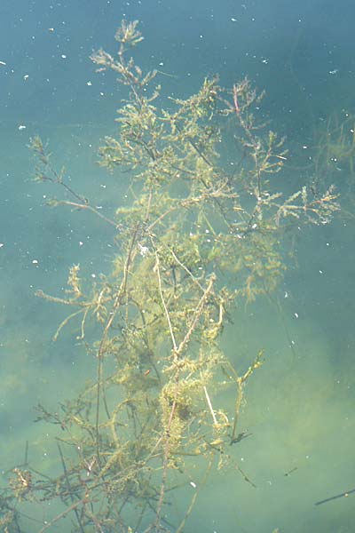 Najas marina \ Groes Nixenkraut / Spiny Najad, D Römerberg 5.9.2009