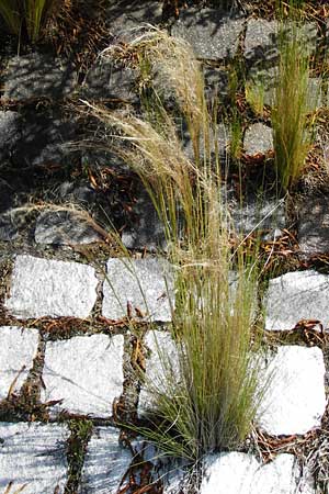 Nassella tenuissima \ Mexikanisches Federgras, Engelhaar, D Mannheim 8.6.2014