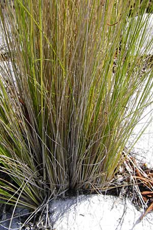 Nassella tenuissima \ Mexikanisches Federgras, Engelhaar / Mexican Feather Grass, D Mannheim 8.6.2014