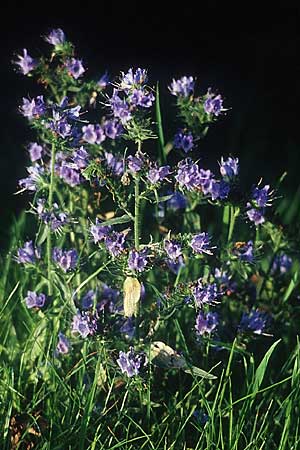 Echium vulgare \ Gemeiner Natternkopf / Viper's Bugloss, D Mannheim 3.8.2005