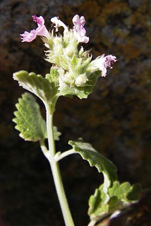 Nepeta cataria \ Echte Katzenminze / Catnip, D Thüringen, Drei Gleichen 6.8.2013