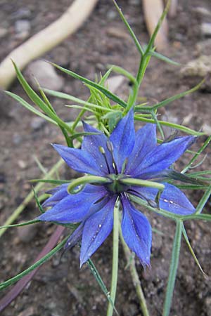 Nigella damascena \ Damaszener Schwarzkmmel, Jungfer im Grnen / Love in a Mist, Devil in a Bush, D Waghäusel 10.10.2011