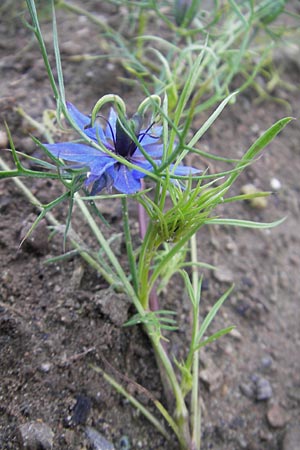 Nigella damascena / Love in a Mist, Devil in a Bush, D Waghäusel 10.10.2011