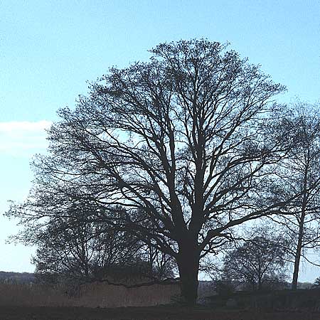 Quercus robur \ Stiel-Eiche / Common Oak, D Weinheim an der Bergstraße 8.4.1995
