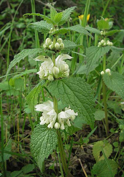 Lamium album \ Weie Taubnessel / White Dead-Nettle, D Mannheim 26.4.2006