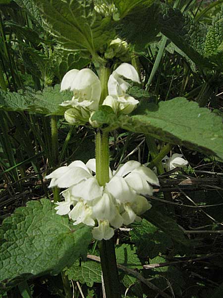 Lamium album \ Weie Taubnessel / White Dead-Nettle, D Bürstadt 29.4.2006