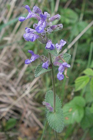 Nepeta x faassenii \ Hybrid-Katzenminze / Catmint, D Günzburg 5.5.2007