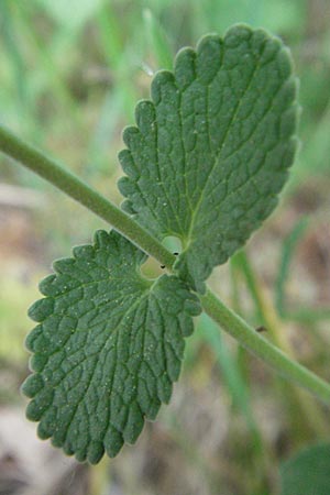 Nepeta x faassenii / Catmint, D Günzburg 5.5.2007