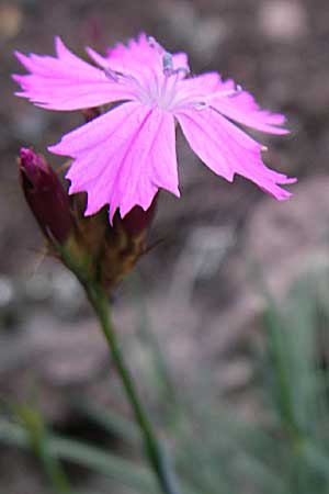 Dianthus carthusianorum subsp. carthusianorum \ Kartuser-Nelke, D Rheinhessen, Wonsheim 2.9.2008