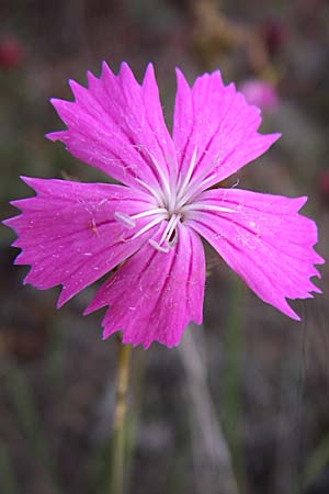 Dianthus carthusianorum subsp. carthusianorum \ Kartuser-Nelke / Carthusian Pink, D Rheinhessen, Wonsheim 2.9.2008