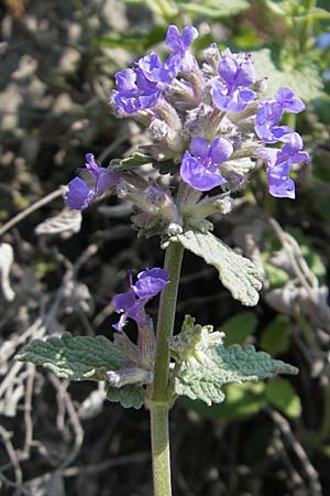 Nepeta x faassenii / Catmint, D Weinheim an der Bergstraße 24.4.2009